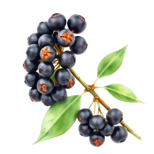 Black Pepper