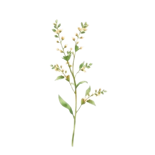 Clary Sage