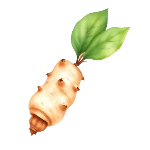 Ginger