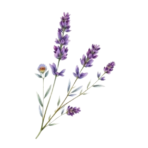 Lavender
