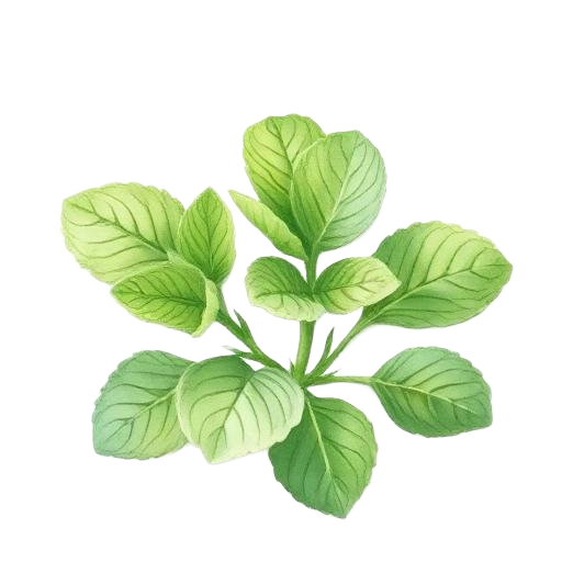 Mint Leaves